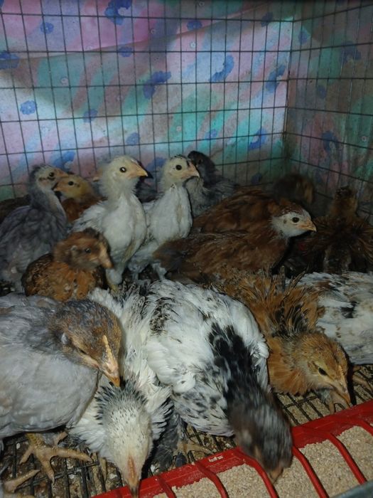 Pui de casa motati bărboși incaltati