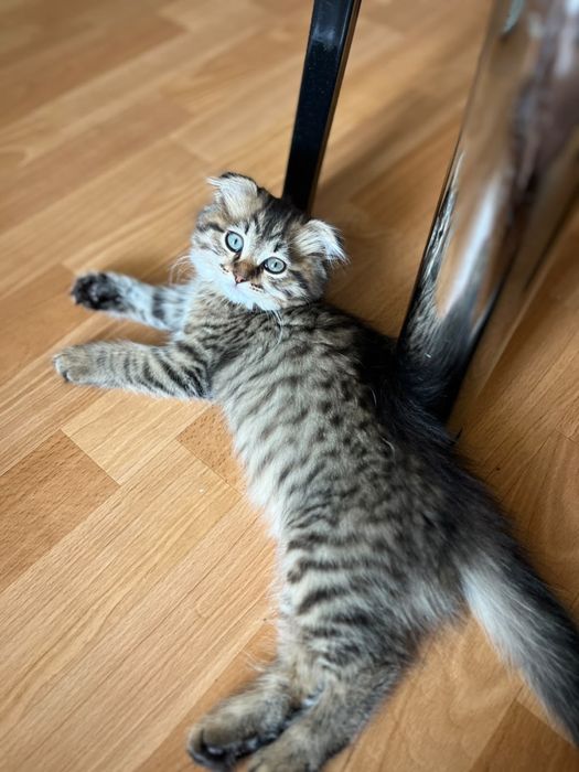 Отдамдим котенка