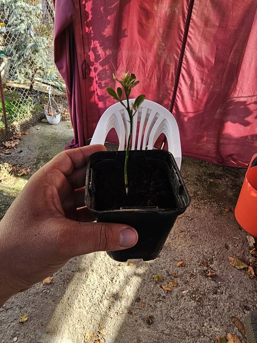 Vând lamai  rezistent la ger