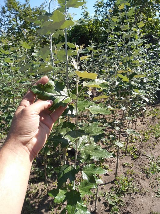 Тополь пирамидальный Саженцы