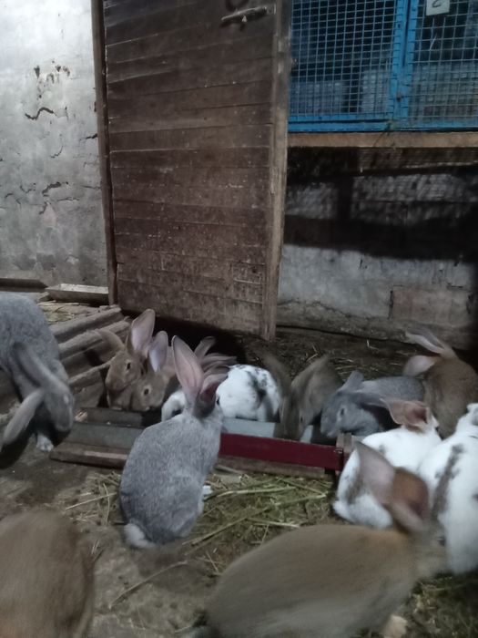 Продажа клеток и кроликов и крольчат
