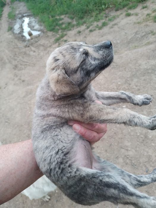 Щенки в добрые руки
