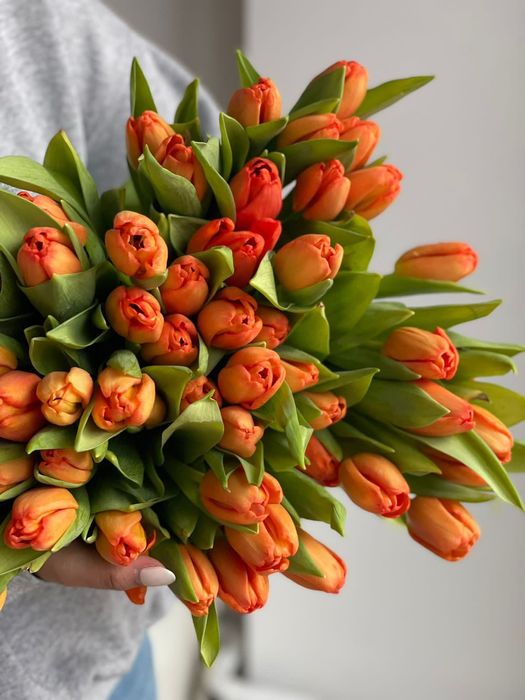 Тюльпаны оптом Павлодар