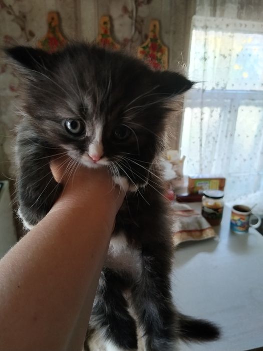 Отдадим котят в добрые руки!