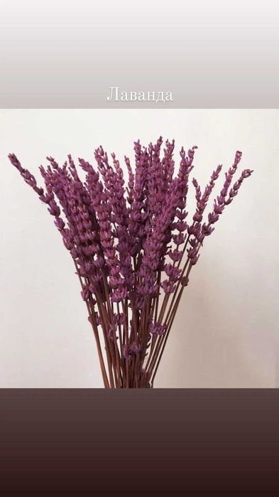 Сухоцветы, лагрус, пшеница, лаванда