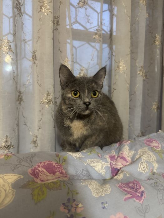 Отдам кошку в хорошие руки