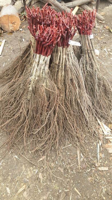 Butasi vita de vie altoita si hibridă