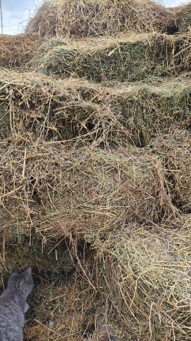 Продам сено люцерна в тюках