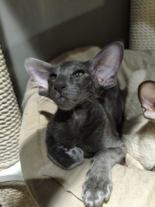 Ориентальный котёнок экстрим