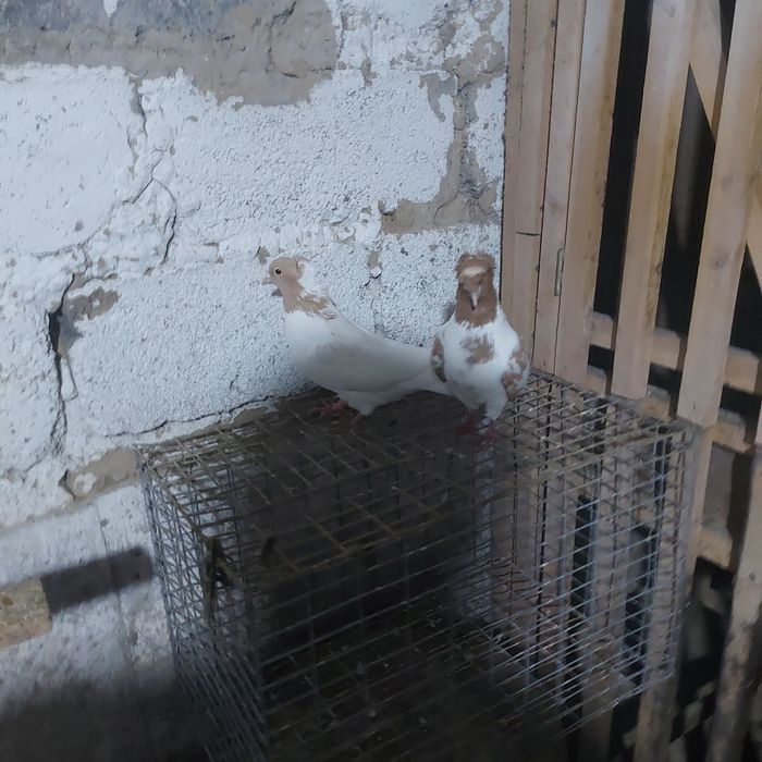 Сарыбас двух чуби  чубати пара