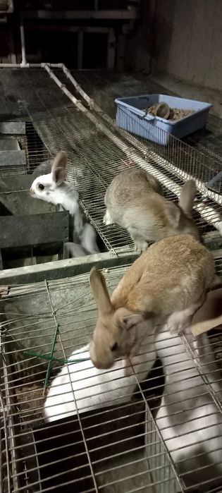 Куёнлар ва болалари сотилади