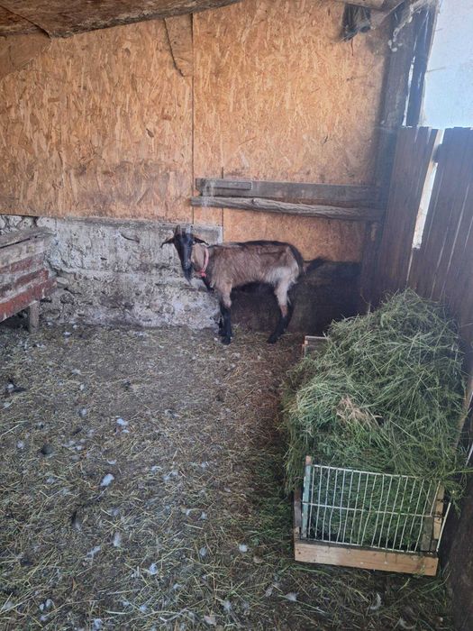 Capra alpina.franceza