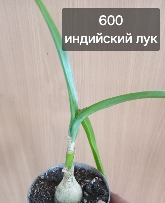 комнатные растения