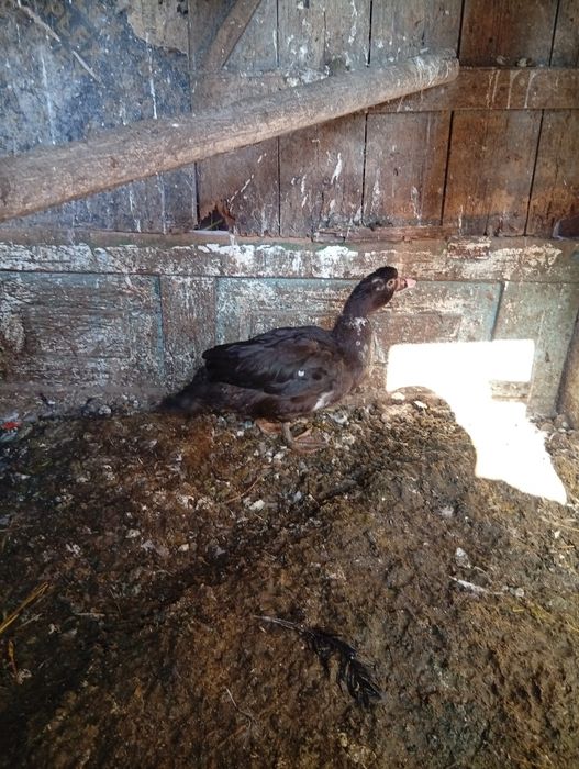 Продам утку.     .