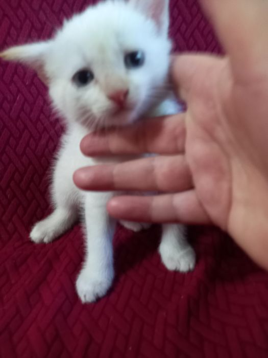 Отдам котика молочнова чвета