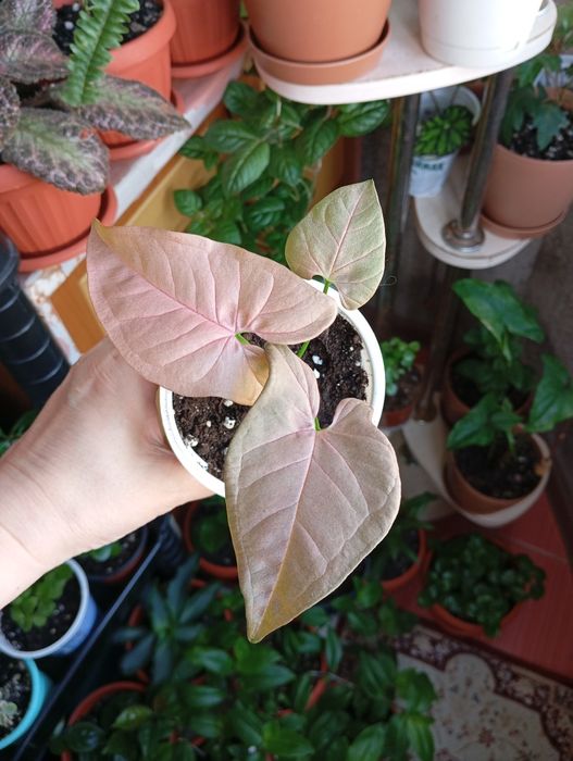 Продам цветы комнатные