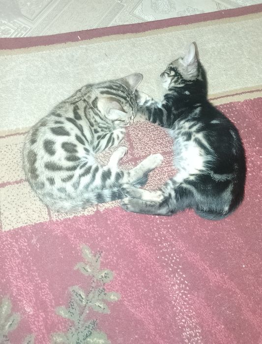 Котята бенгальские