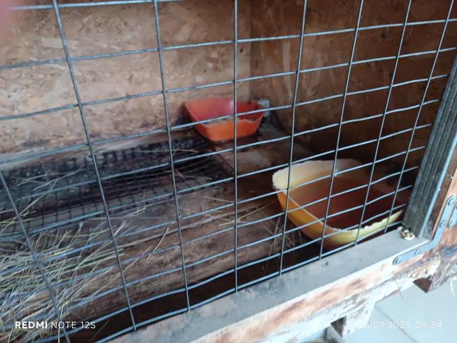 Клетки для кроликов