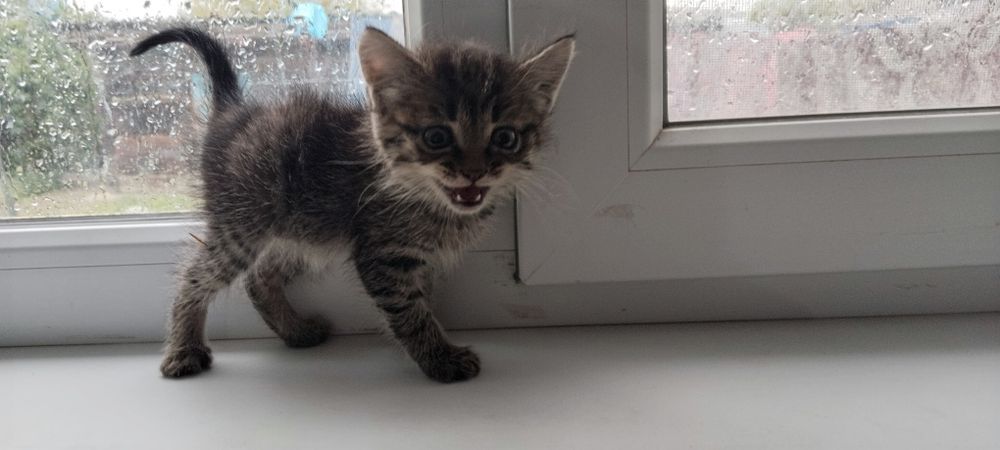 Отдам котёнка в добрые руки