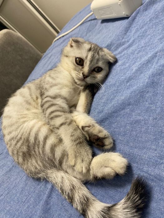шотландский вислоухий котенок