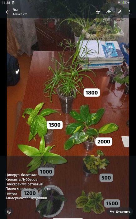 Комнатные цветочки,отростки