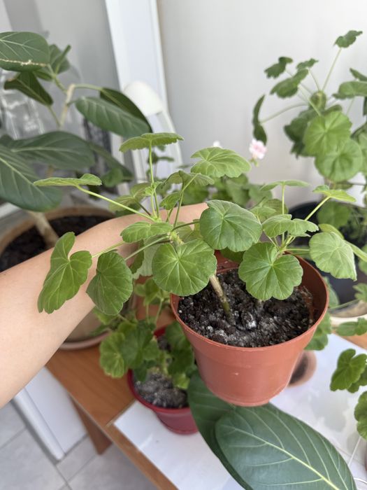 Продам цветы разных видов