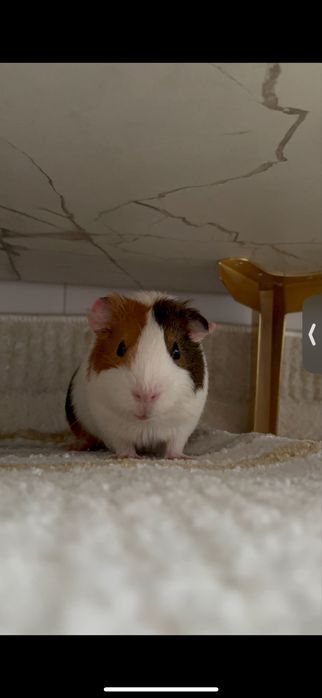 морская свинкааа