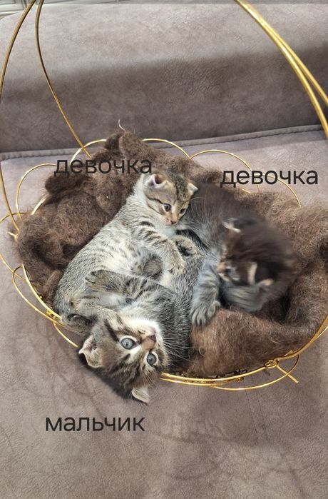 отдам в добрые руки  котят скоттиш-фолд