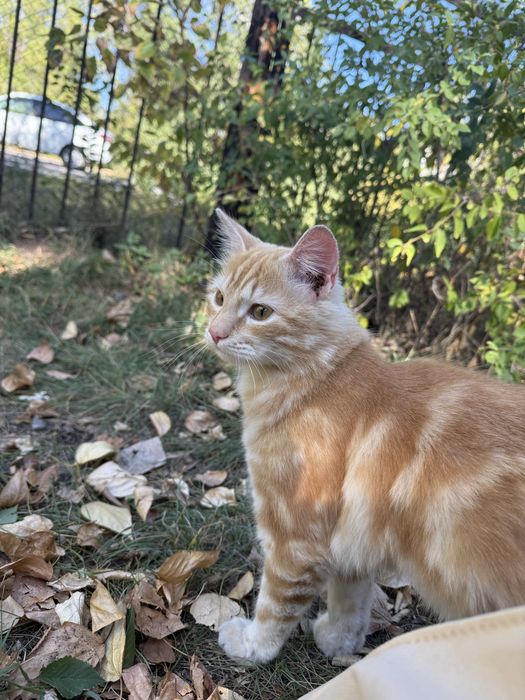 Рыжий котик бесплатно