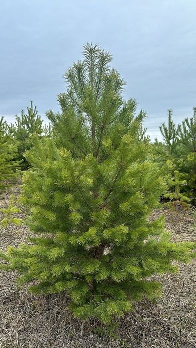 Ель сосна газон яблоня