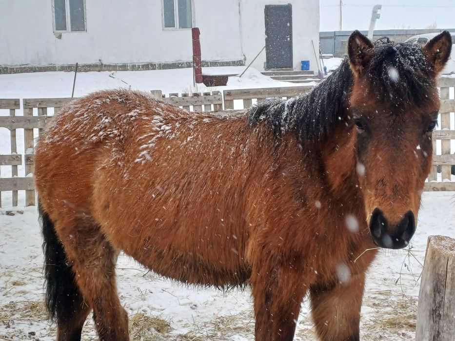 Продам коблу откорм