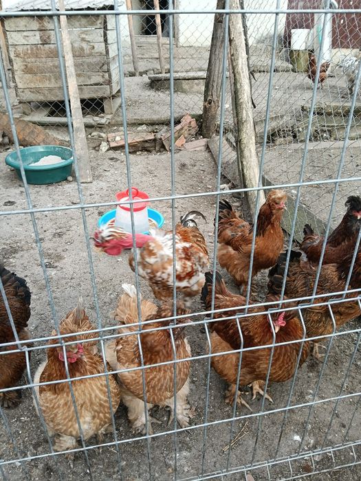 Oua pentru incubat gaini motate, barboase si motate frezate