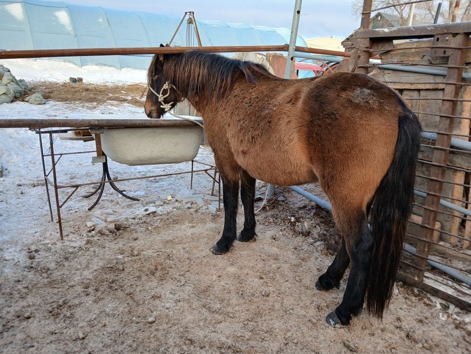 Продам мясо конина.