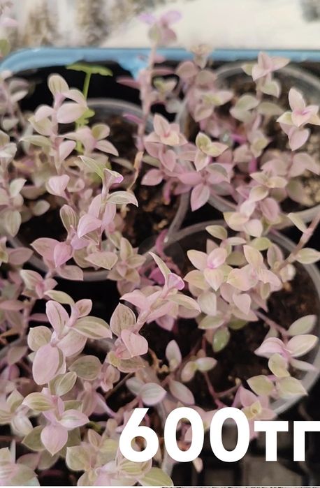 Комнатные растения