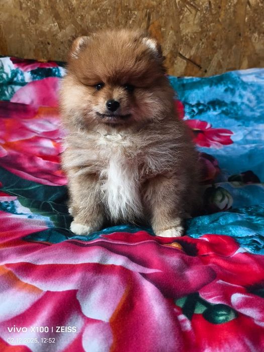 Очаровательные щенки шпица.