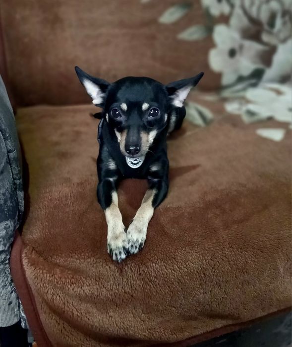 Девочка жужа собака