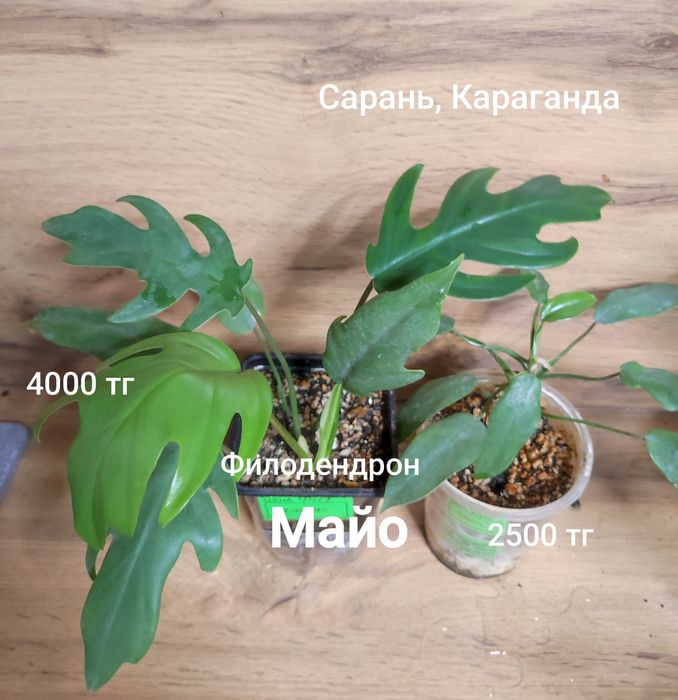 Филодендрон разный