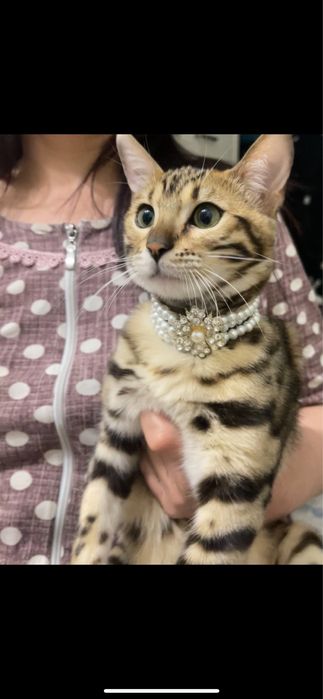 Бенгальский котенок