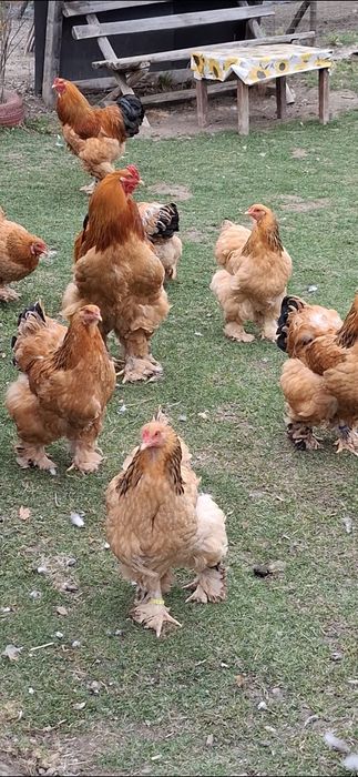 Ouă incubat brahma Columbia