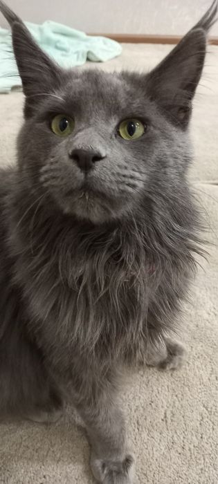 Мейкун кот 1год2ме