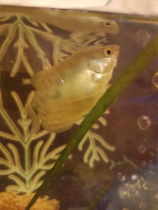 Отдам аквариумную  рыбку гурами