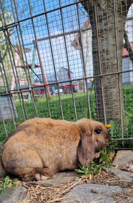 Iepure Berbec pitic mini lop