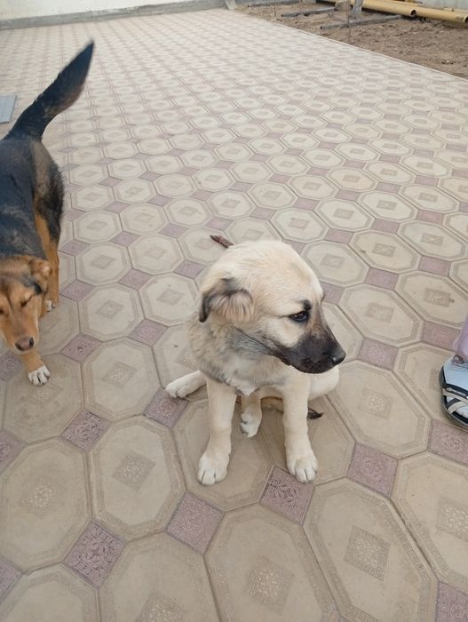 Собаки в добрые руки