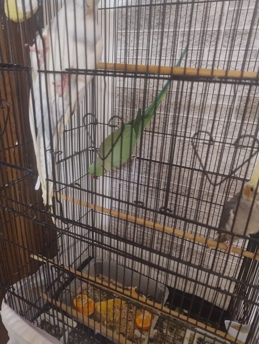 Papagal Micul Alexandru