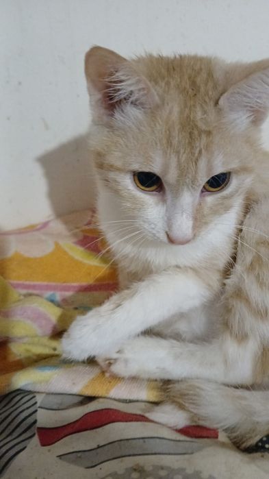 отдадим котенка в добрые руки