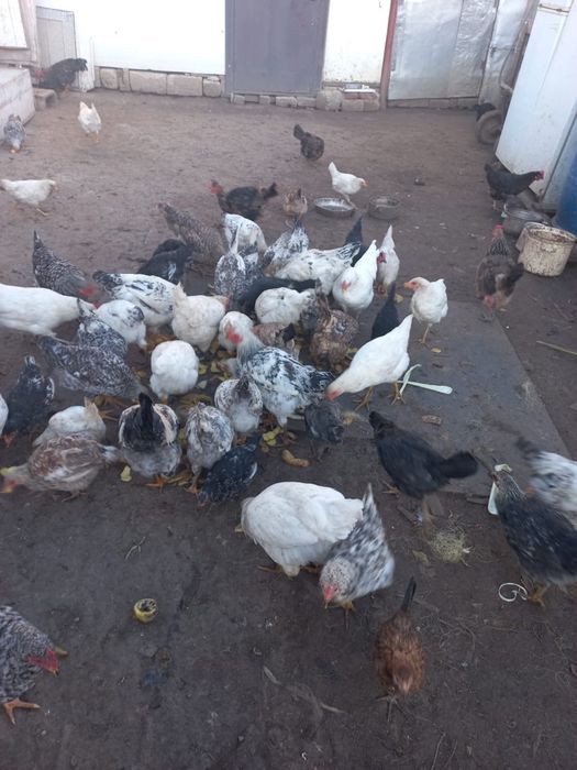 Продам домашние куры