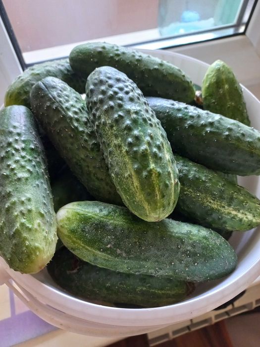 Продам огурцы выращенные на своей даче.