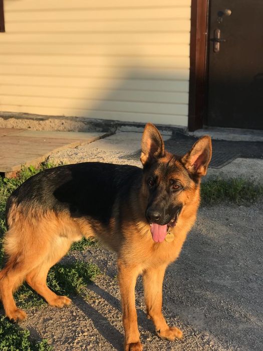 Немецкая овчарка в добрые руки!!!