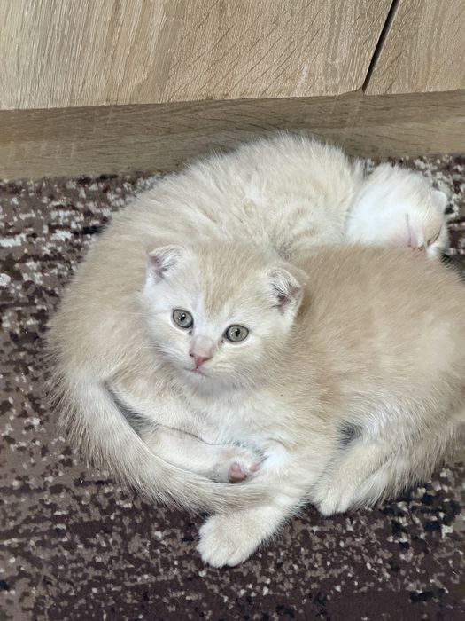 Scottish fold stryat