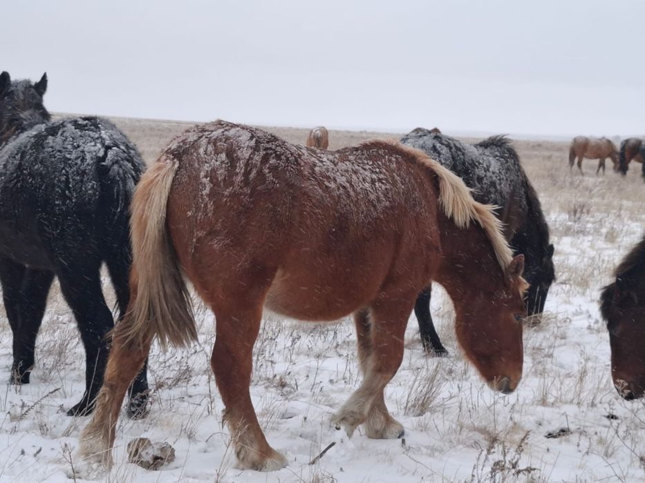 Тяжоловес тай сатылады